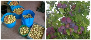 The Secret Acre is prolific in apples and plums.