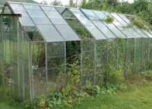 Greenhouse  Triffids Before