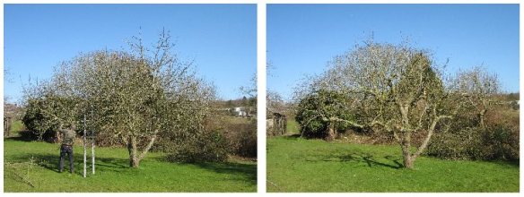 Martin Hayes of the Gloucestershire Orchard Trust prunes a Charles Ross (before & after).