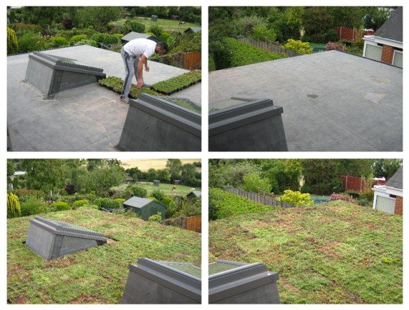 Green Roof - before and after