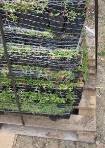 Sedum roof tray stack