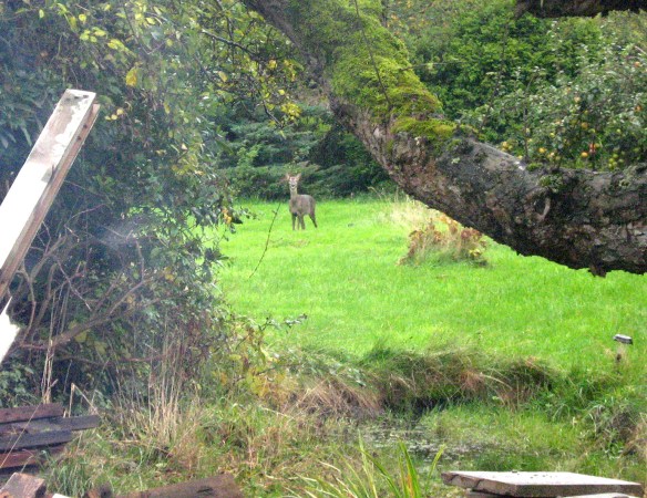 Deer in garden - 241015