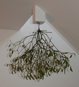 Mistletoe from TSA orchard - Dec 2015