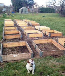 Veg Beds 2016
