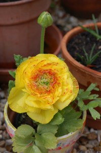 Buttercup Ranunculus 1 - April 2016