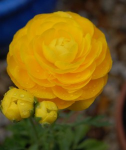 Buttercup Ranunculus 2 - April 2016