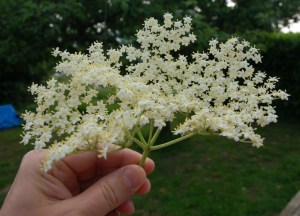Elderflower 3 - June 16