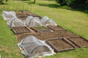 The Veg Beds in May