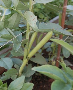 First Ever Veg - Broad Beans June 2016