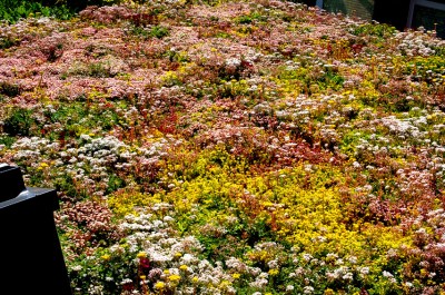 Green Roof - 3 July 2016