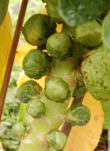 first-brussel-sprouts-nov-2016