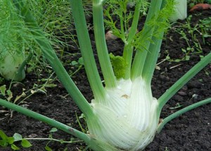 florencefennel