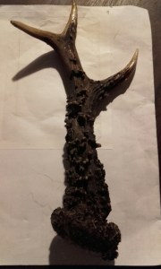 deer-antler-nov-2016