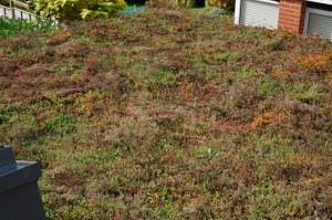green-roof-8-october-2016