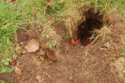 wasps-v-badger-1-nov-2016