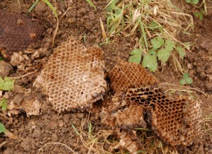 wasps-v-badger-2-nov-2016