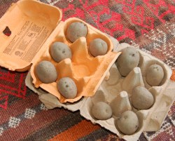 Chitting the Potatoes