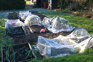 veg-beds-january-5-2017